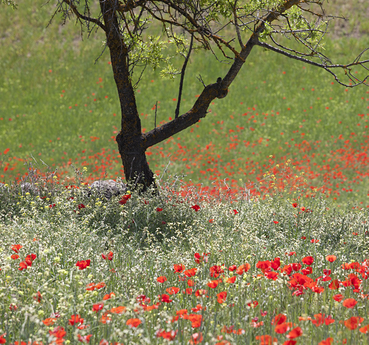  - Landscapes of Andalucia