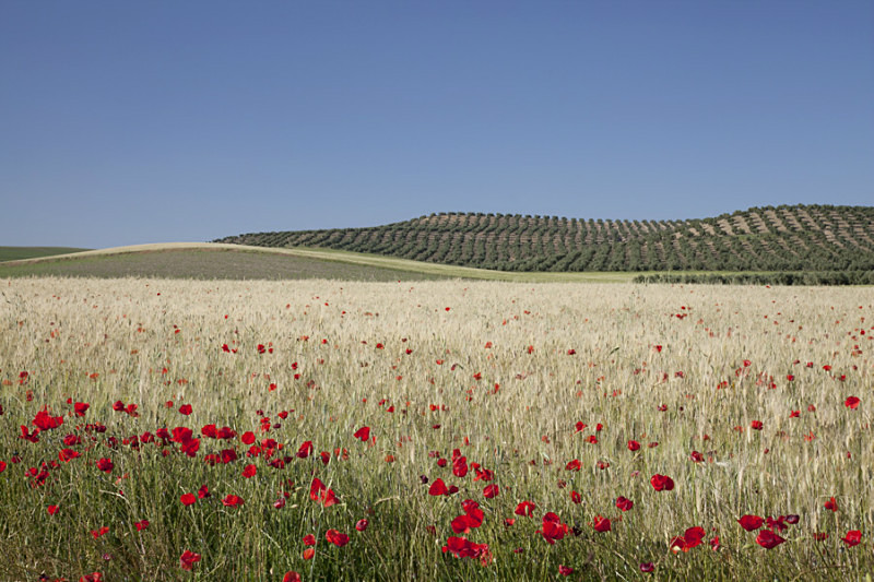  - Landscapes of Andalucia