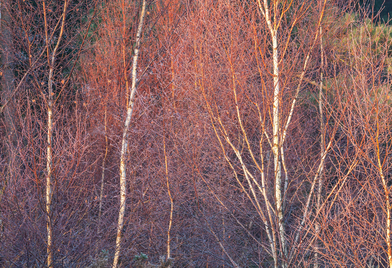 12 December - Lockdown Landscapes 2020
