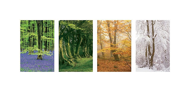 Beechwood seasons