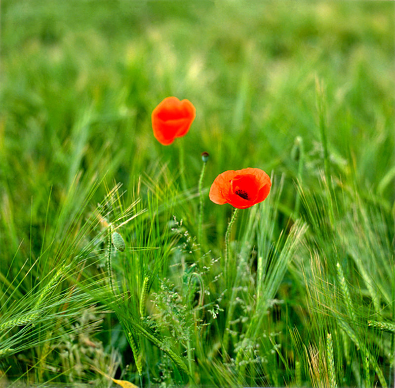 Barleyfield Poppies EDC127 - England