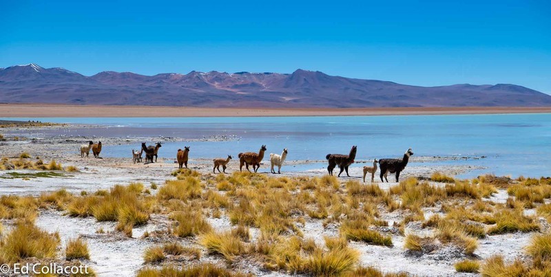 Llamas, High Altiplano, Bolivia. - South America and Iceland.