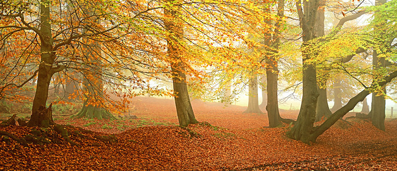 Mist in Ashridge
