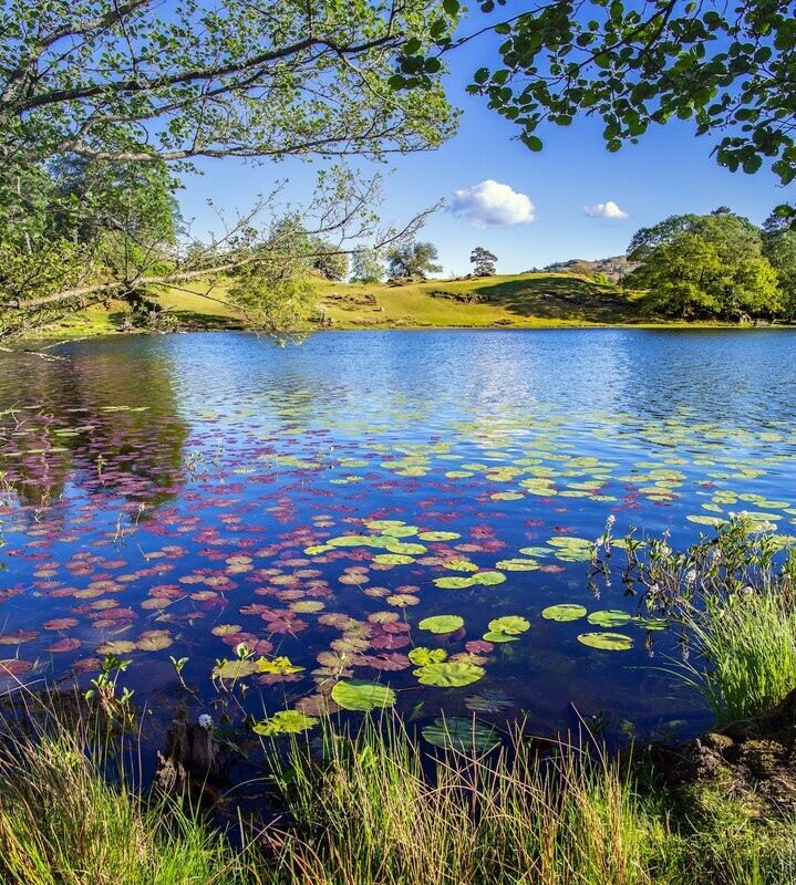 Lilies on Loughrigg Tarn. EDC 311 - Lake District