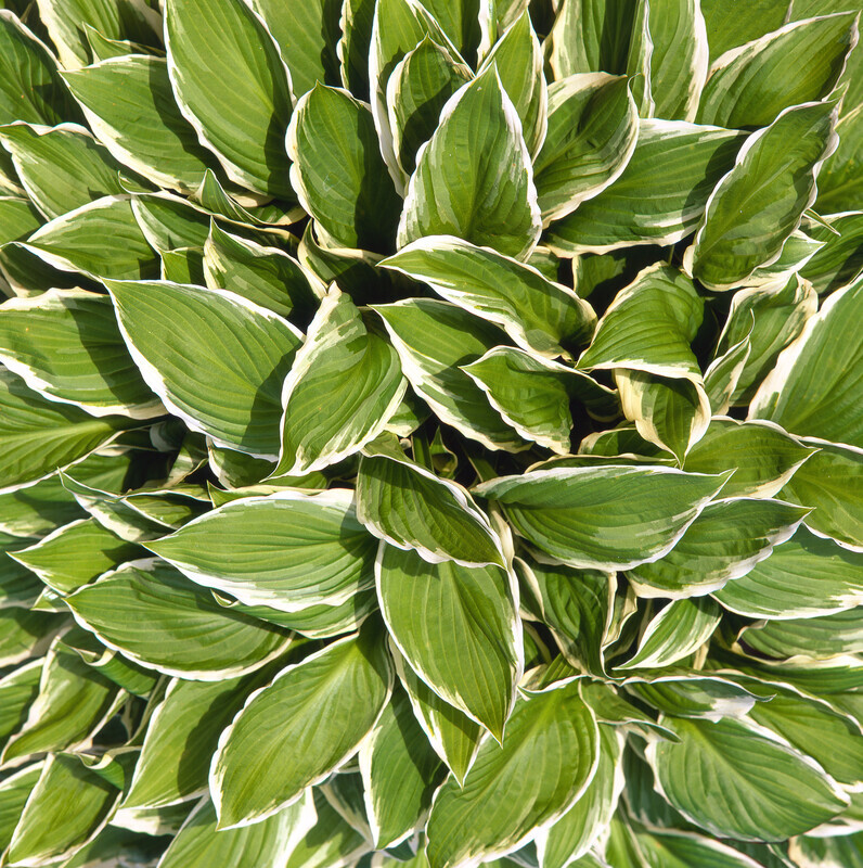 Hosta Leaves. EDC125 - England