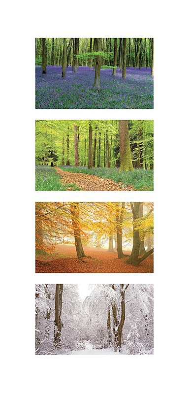 Through the Seasons