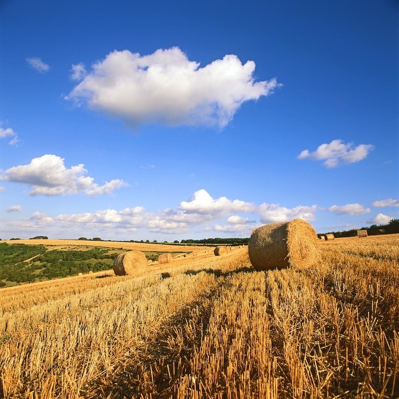 Late Summer, Compton Abbas, Dorset Downs EDC144 - England