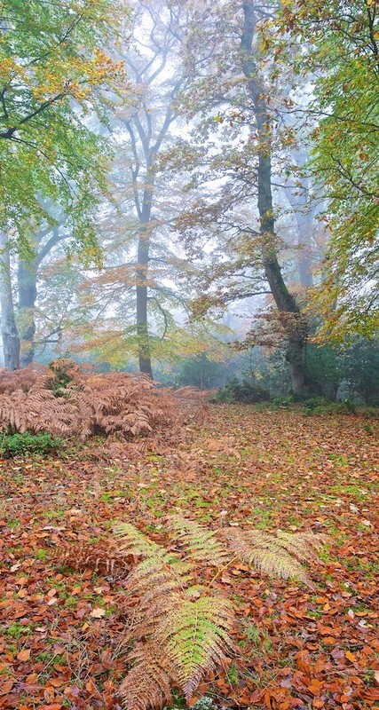 Autumn mists in the New Forest