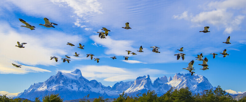 Geese in flight, Torres del Paine, Chile. - South America and Iceland.