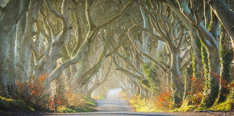 A New Day, Dark Hedges, (Game of Thrones), Northern Ireland. EDC 318 - Wales and Northern Ireland