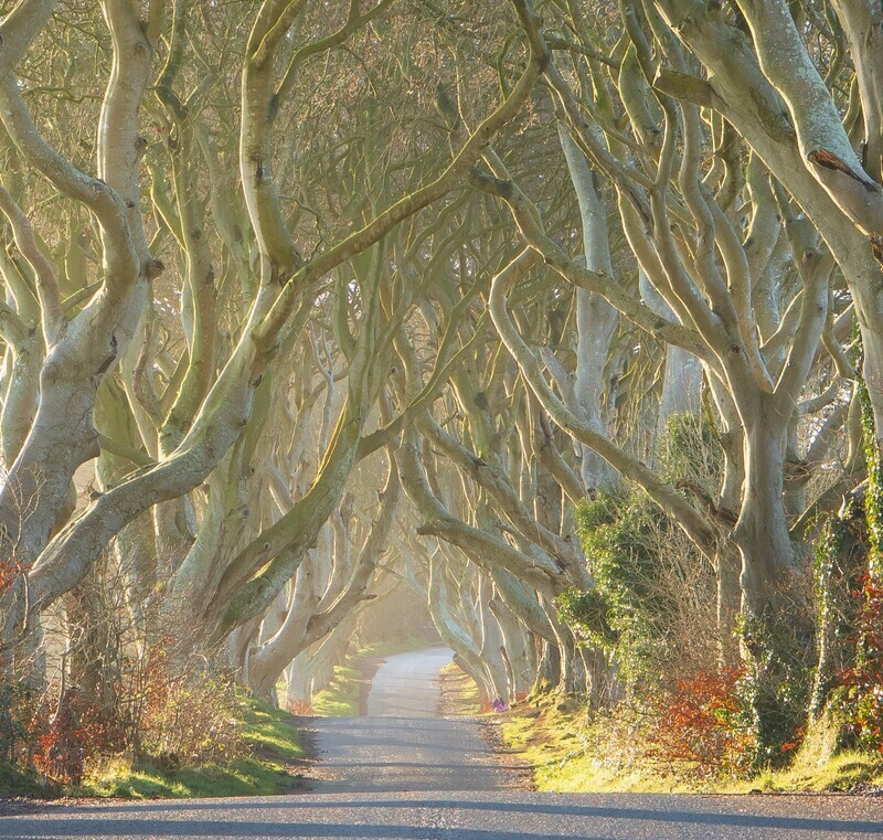 A New Day, Dark Hedges, (Game of Thrones), Northern Ireland.  EDC 314 - Wales and Northern Ireland