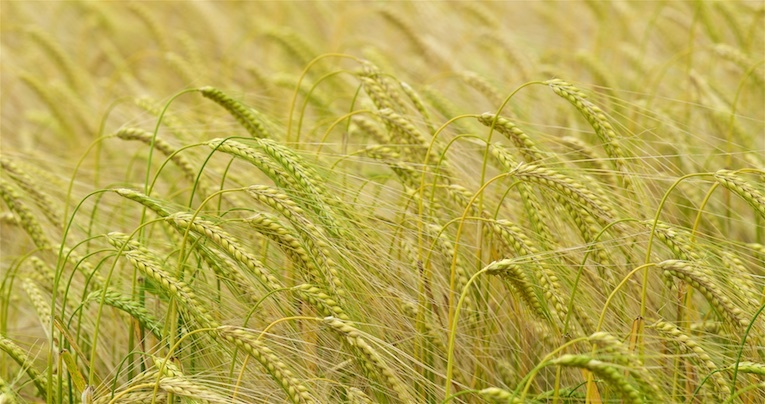 Ripening barley field - not available as greeting card - England
