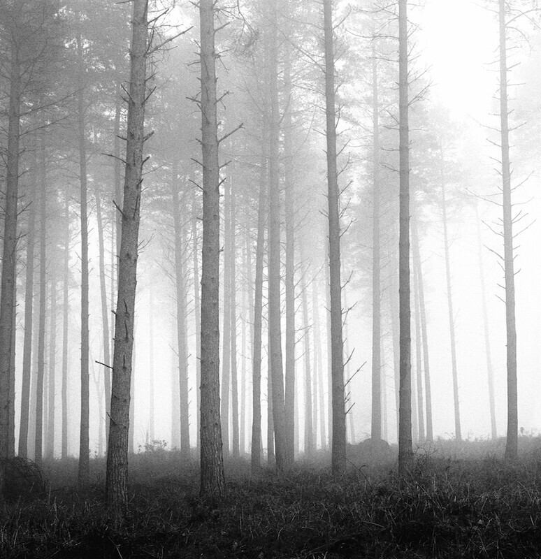 Misty Pines EDC 080 - Woodland, Trees and the Four Seasons