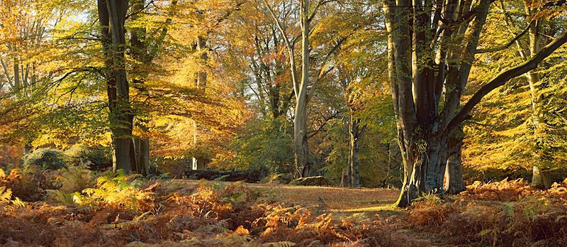 Majestic Beechwoods, Autumn, New Forest