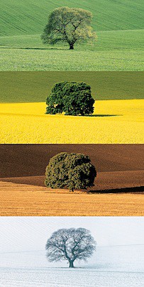 The Four Seasons