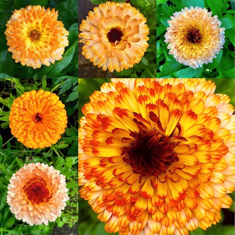 Calendula collection  EDC279  only available as a greeting card - England