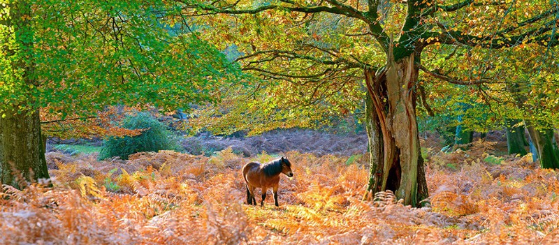 New Forest pony