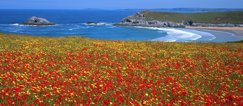 Poppies and Corn Marigolds, Crantock, N. Cornwall EDC183 - Cornwall