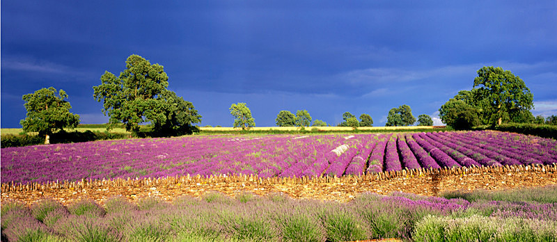 Somerset Lavender EDC076 - England