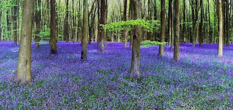 Beechwood Bluebells  EDC012 - Woodland, Trees and the Four Seasons