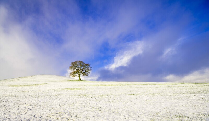 Solitary Tree, Winter Light. - Woodland, Trees and the Four Seasons