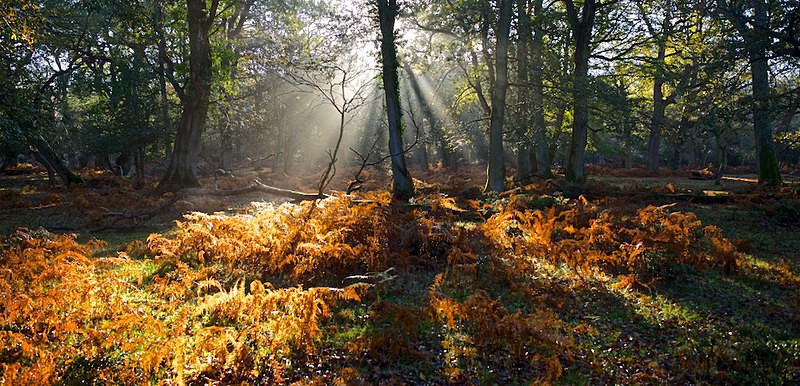 A Magical Dawn, New Forest