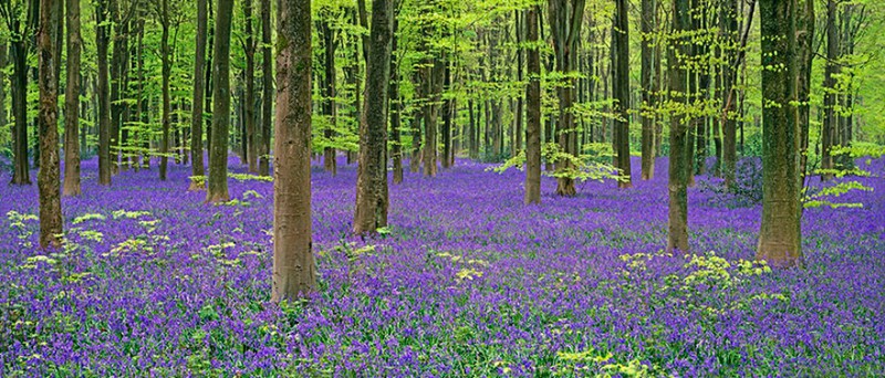 Bluebell Wood
