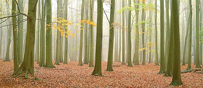 Touch of Autumn, Ashridge Estate