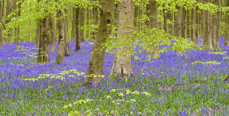 Beechwood Bluebells - pan. - Woodland, Trees and the Four Seasons