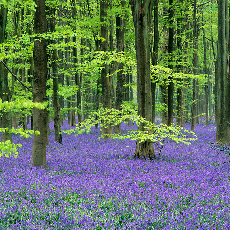 Bluebells EDC072 - England