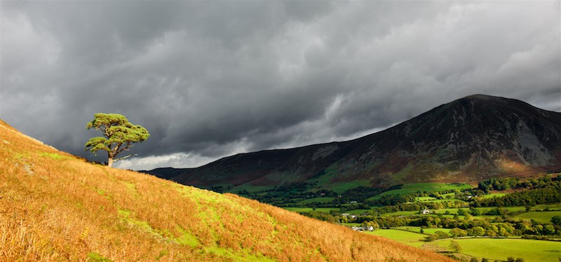 Lone Pine and gathering storm, Lorton Vale, Crummock Water EDC251 - Lake District