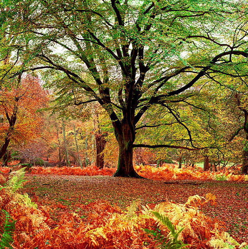 Autumn, New Forest