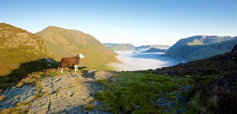 Sheep with a view, Buttermere EDC273 - Lake District