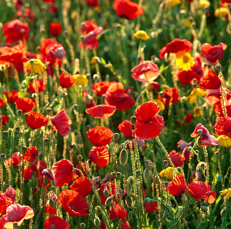 Poppies and Corn Marigolds EDC040 - England