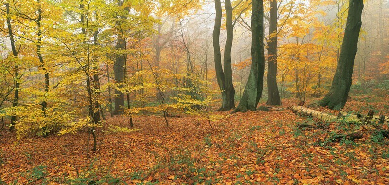 Autumn Beechwoods. EDC. 018 - Woodland, Trees and the Four Seasons