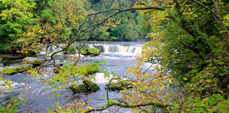 Aysgarth Falls, Wensleydale -  Not Available as a Greeting Card - England