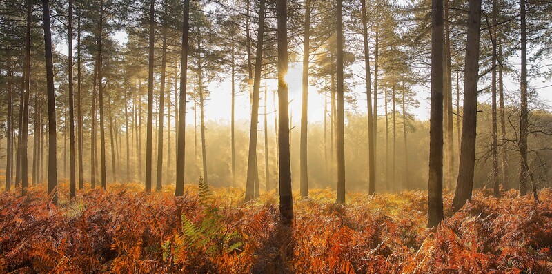 An Autumn Dawn, New Forest. EDC 212 - Woodland, Trees and the Four Seasons