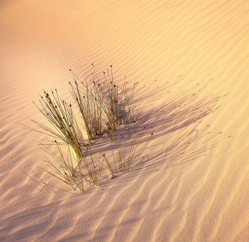 Dune Shadows. EDC099 - England