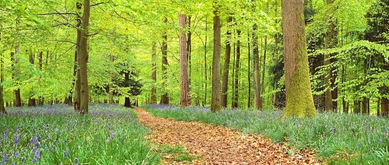Walk in the Woods, Forest of Dean EDC122 - England
