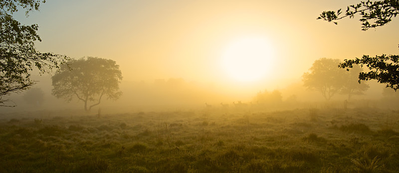 Summer Dawn,Dunwich Heath,Suffolk Coast EDC184 - England