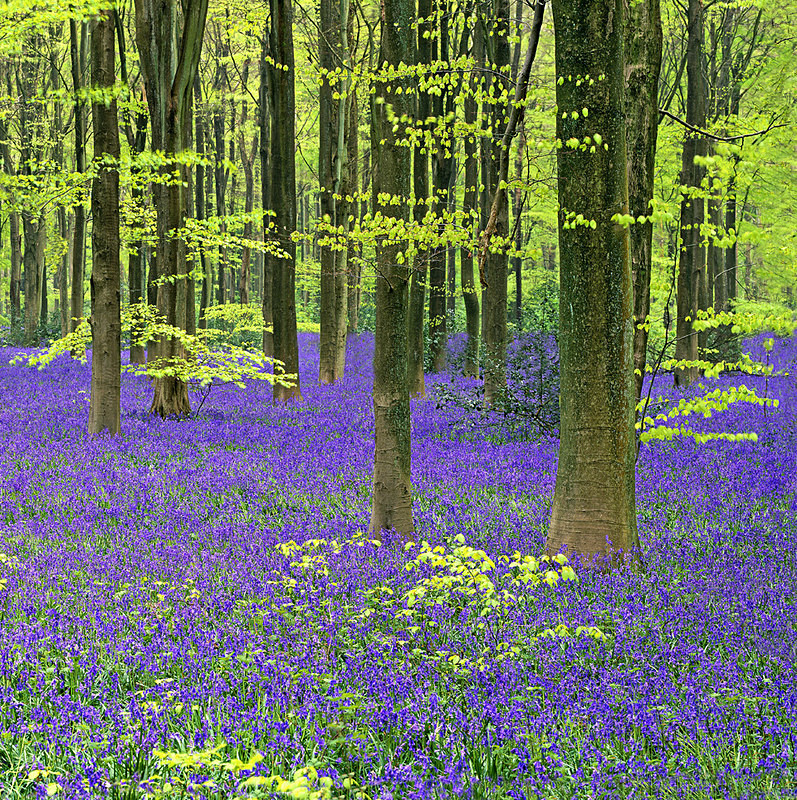 Bluebells in Spring