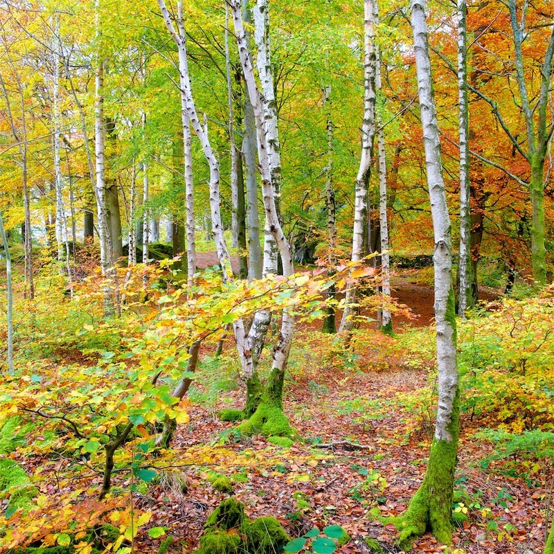 Birches and Beeches - an Autumn Wood. EDC 304 - England