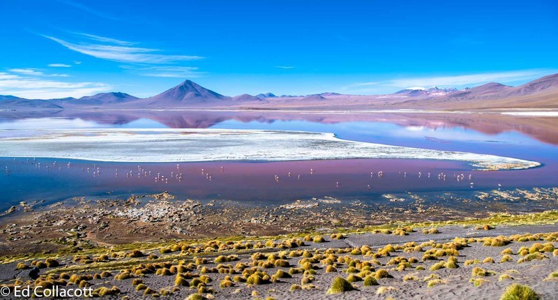 Flamingoes on Red Lake, High Altiplano, Bolivia. - South America and Iceland.