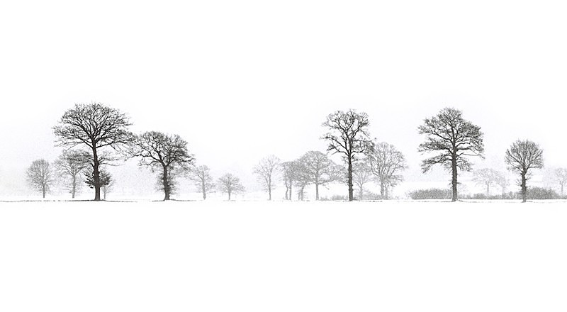 Winter Wood