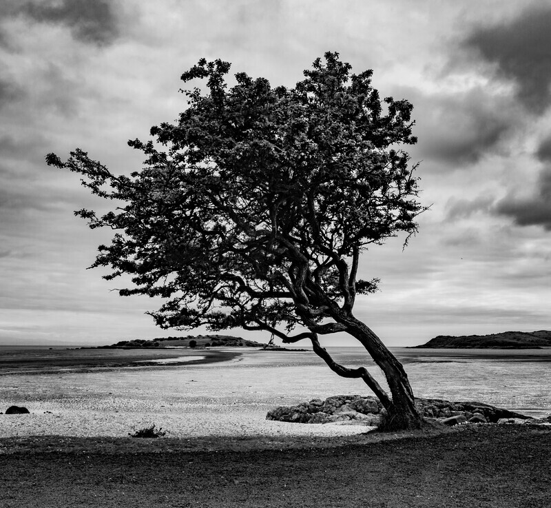 The Kippford tree - Black and white