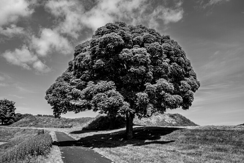 My favourite Berwick tree - Coastal Gallery