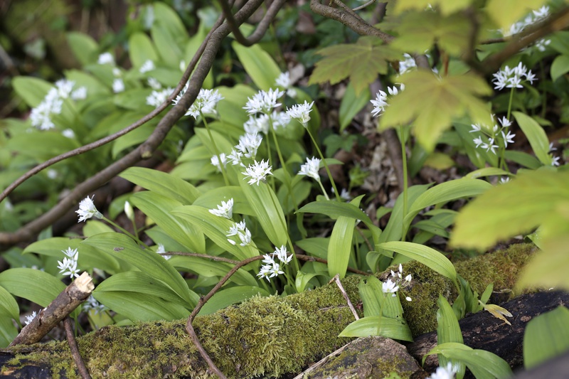 Wild Garlic - Urban Sanctuary