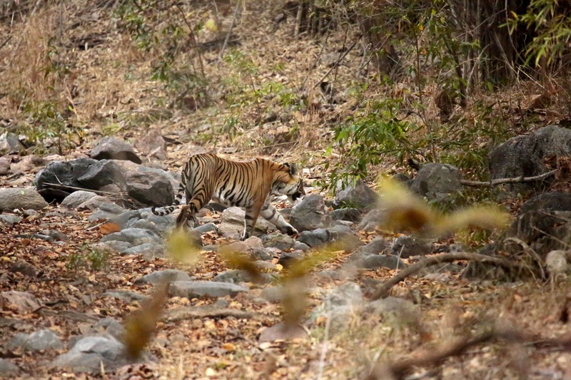  - Tiger! Tiger!