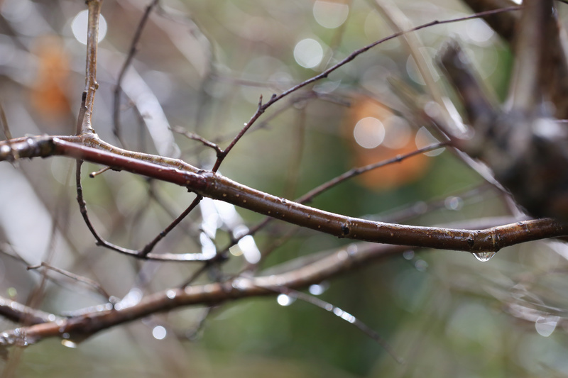 Winter Branches - Urban Sanctuary