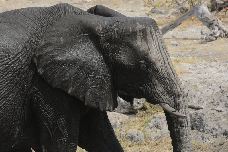 Elephant at the Mud Bath - Namibian Wildlife